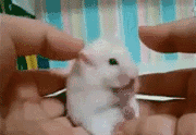 隐睾的狗狗可以不绝育吗？-2.gif
