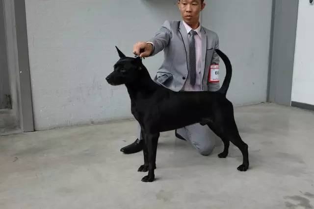 优雅迷人、不可方物的中国原生犬，认识吗？-3.jpeg