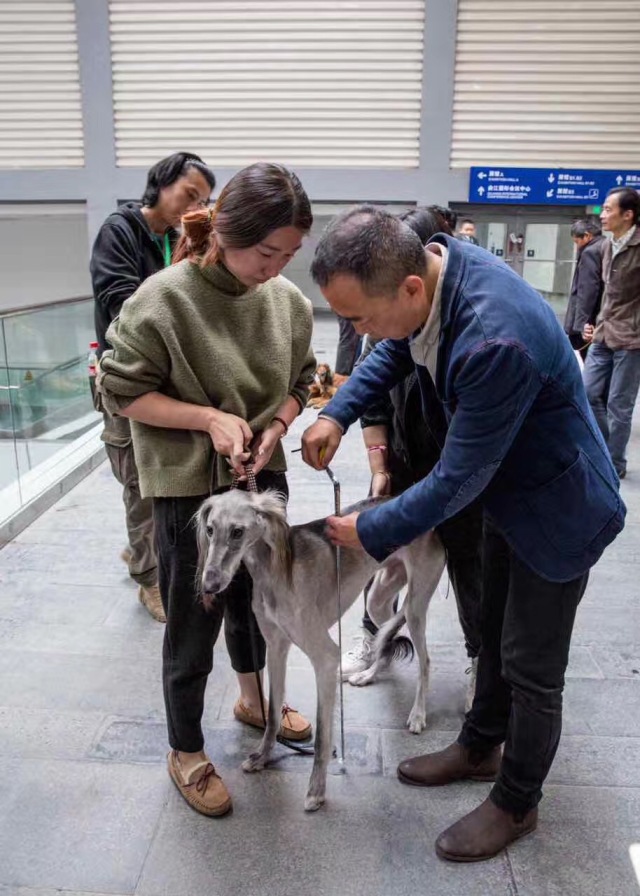 优雅迷人、不可方物的中国原生犬，认识吗？-6.jpeg