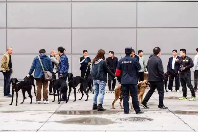 优雅迷人、不可方物的中国原生犬，认识吗？-4.jpeg
