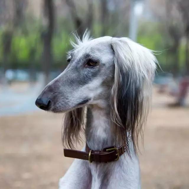 优雅迷人、不可方物的中国原生犬，认识吗？-11.jpeg