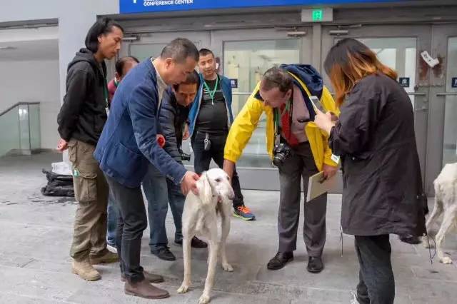 优雅迷人、不可方物的中国原生犬，认识吗？-7.jpeg