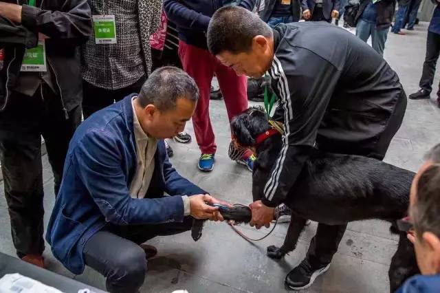优雅迷人、不可方物的中国原生犬，认识吗？-8.jpeg
