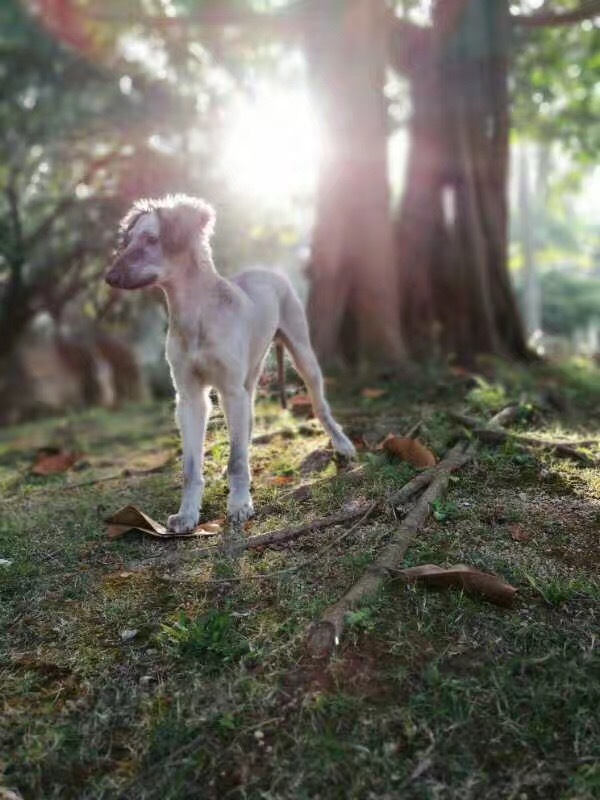 优雅迷人、不可方物的中国原生犬，认识吗？-12.jpeg