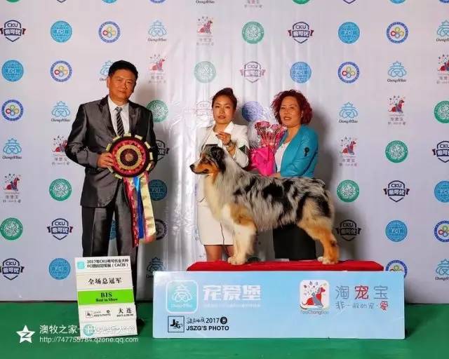五星的魅力 | 从小白长大起来的专业澳牧犬舍-3.jpg