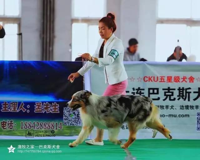 五星的魅力 | 从小白长大起来的专业澳牧犬舍-7.jpg