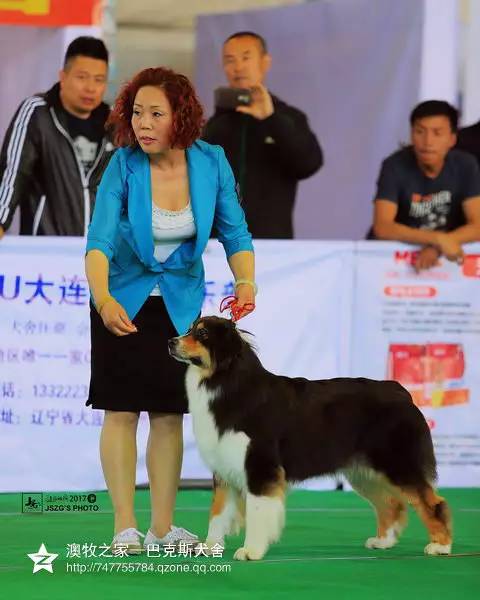 五星的魅力 | 从小白长大起来的专业澳牧犬舍-9.jpg