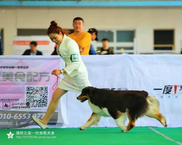 五星的魅力 | 从小白长大起来的专业澳牧犬舍-8.jpg