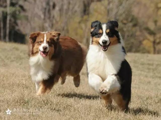 五星的魅力 | 从小白长大起来的专业澳牧犬舍-12.jpg