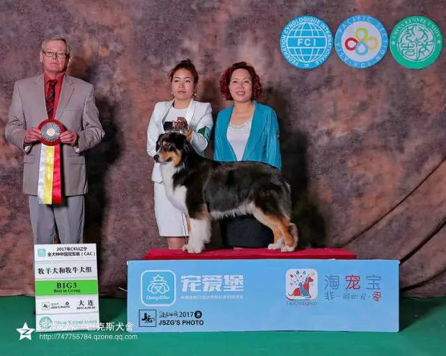 五星的魅力 | 从小白长大起来的专业澳牧犬舍-10.jpg