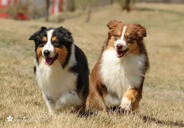 五星的魅力 | 从小白长大起来的专业澳牧犬舍-11.jpg