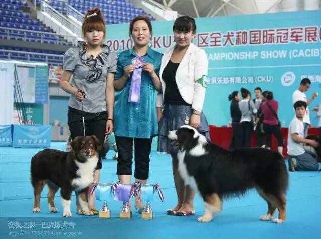 五星的魅力 | 从小白长大起来的专业澳牧犬舍-14.jpg