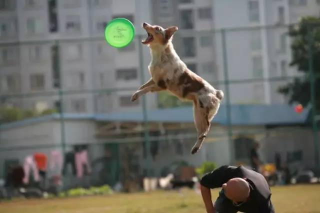 五星的魅力 | 从小白长大起来的专业澳牧犬舍-16.jpg
