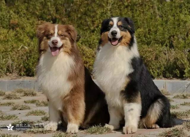五星的魅力 | 从小白长大起来的专业澳牧犬舍-13.jpg
