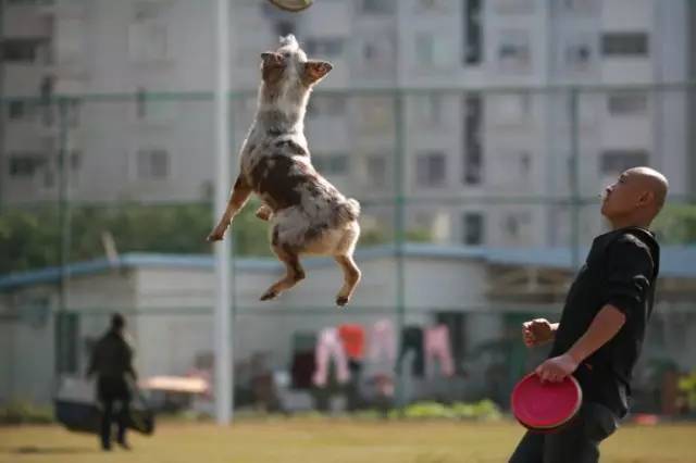 五星的魅力 | 从小白长大起来的专业澳牧犬舍-17.jpg