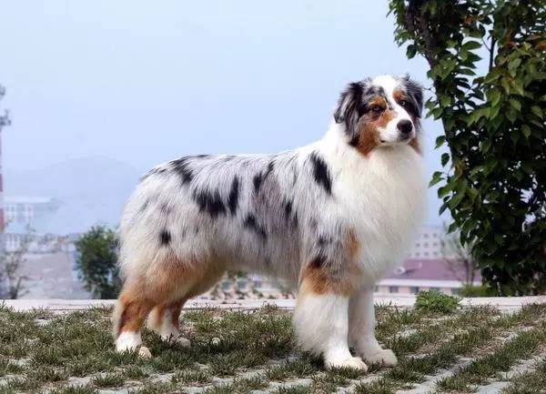 五星的魅力 | 从小白长大起来的专业澳牧犬舍-21.jpg