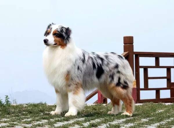 五星的魅力 | 从小白长大起来的专业澳牧犬舍-22.jpg