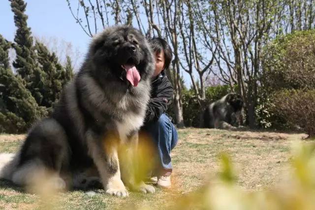 犬舍看点 | 繁殖高加索犬的犬舍-5.jpg