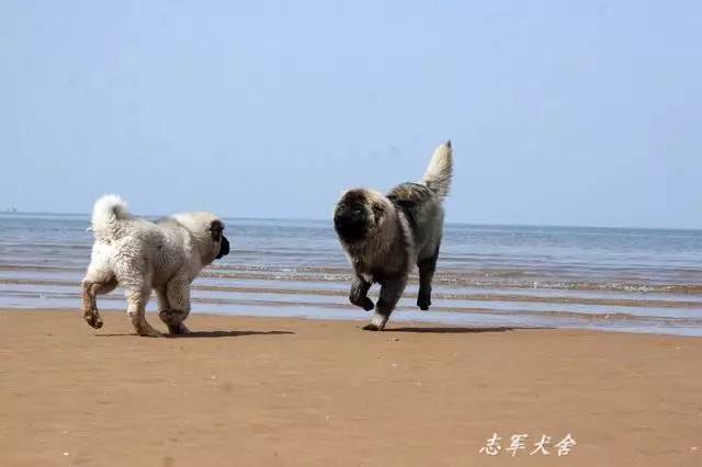 犬舍看点 | 繁殖高加索犬的犬舍-6.jpg