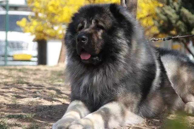 犬舍看点 | 繁殖高加索犬的犬舍-4.jpg