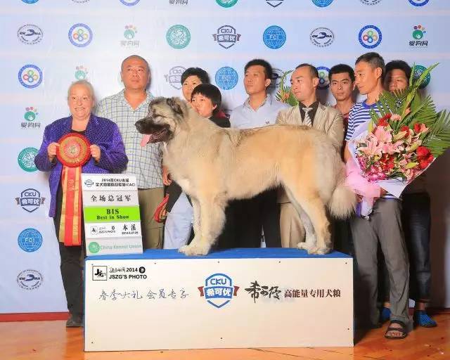 犬舍看点 | 繁殖高加索犬的犬舍-8.jpg