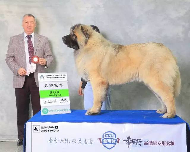 犬舍看点 | 繁殖高加索犬的犬舍-12.jpg