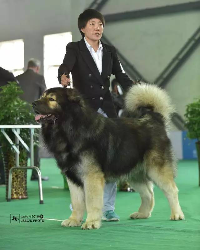 五星的魅力 | 从欣赏到迷恋，由追求到专业-12.jpg