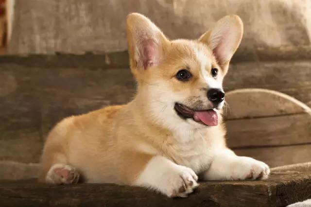 我们为什么需要纯种犬繁殖者？-1.jpg