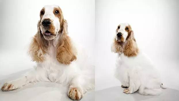 我们为什么需要纯种犬繁殖者？-3.jpg