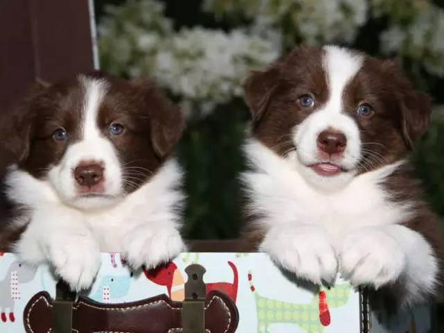 我们为什么需要纯种犬繁殖者？-6.jpg