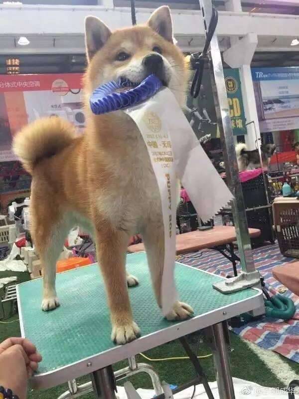 来啊，造作啊~你和明星的距离只差一只狗-1.jpg