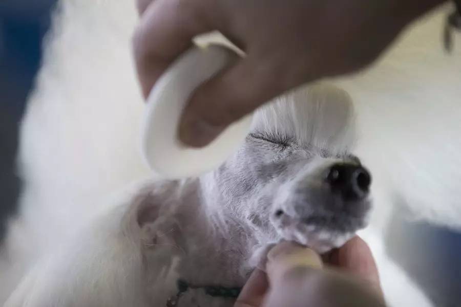 我们为什么参加犬展？-3.jpg