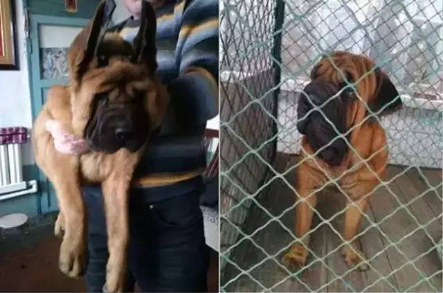 继锤系、鹰版巴哥之后又出现了"猪卡"，无序繁殖到底害了多少狗！-3.jpg