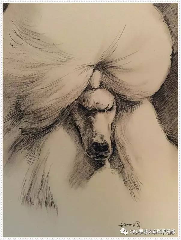 生活不止眼前的苟且，还有动人的狗画 | CKU爱萌犬-5.jpg