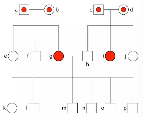 研究血统都研究些啥？-5.jpg