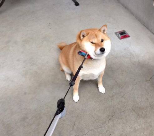 美国犬展火了的狗，英国人为啥疯狂吐槽…-2.jpg