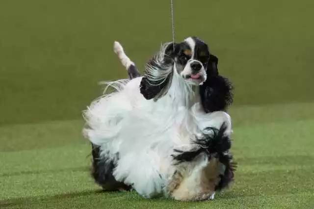 美国犬展火了的狗，英国人为啥疯狂吐槽…-4.jpg