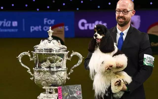 美国犬展火了的狗，英国人为啥疯狂吐槽…-5.jpg