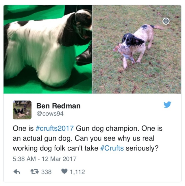 美国犬展火了的狗，英国人为啥疯狂吐槽…-6.jpg