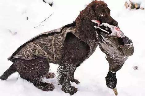 美国犬展火了的狗，英国人为啥疯狂吐槽…-9.jpg
