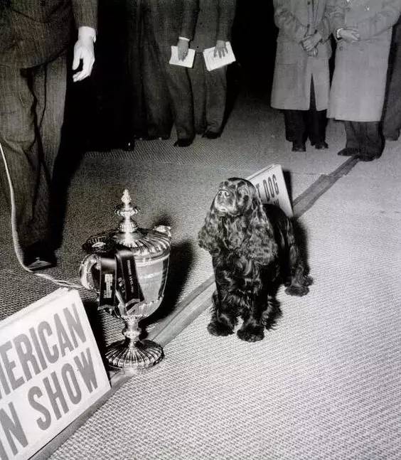 美国犬展火了的狗，英国人为啥疯狂吐槽…-13.jpg