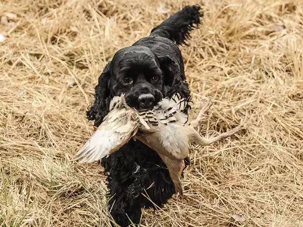 美国犬展火了的狗，英国人为啥疯狂吐槽…-15.jpg