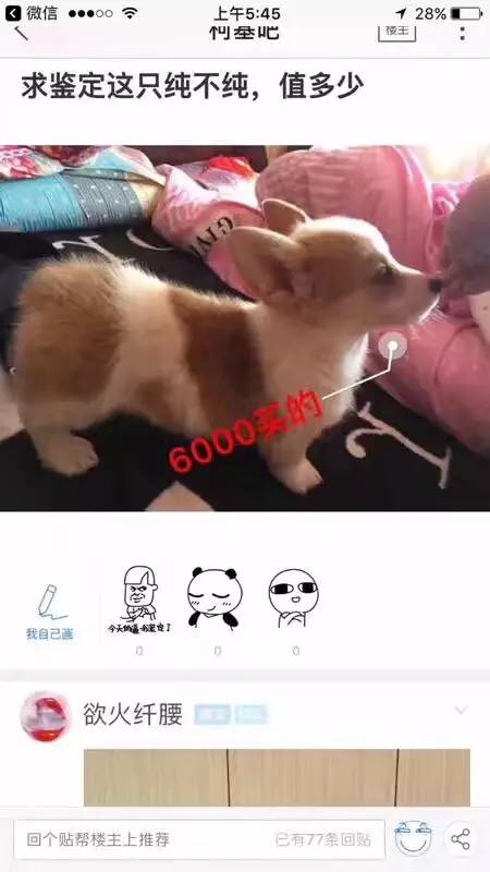 柯基认可的颜色只有这几种-4.jpg