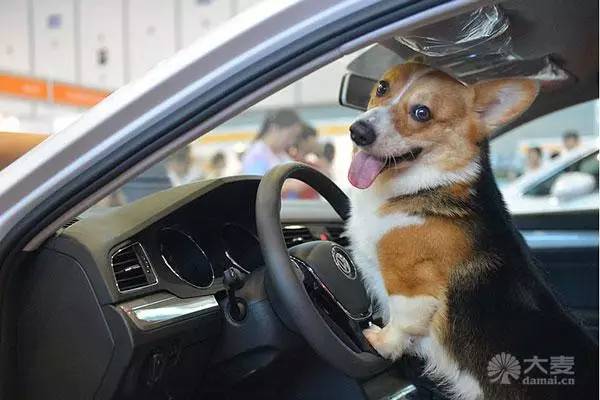 2017亚洲杯犬展购票指南来啦-5.jpg