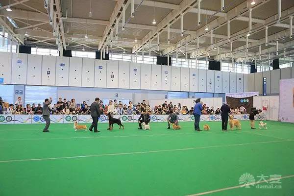 2017亚洲杯犬展购票指南来啦-10.jpg