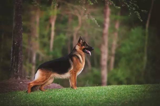 赛级犬离你有多远？-2.jpg