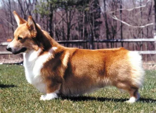 赛级犬离你有多远？-4.jpg