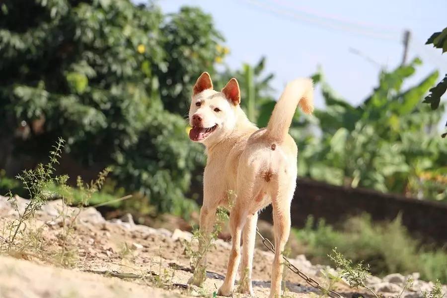 土狗、原生犬及中华田园犬-1.jpg