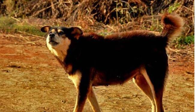 土狗、原生犬及中华田园犬-4.jpg