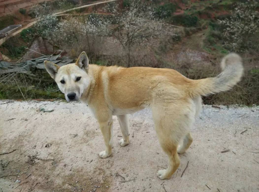 土狗、原生犬及中华田园犬-3.jpg